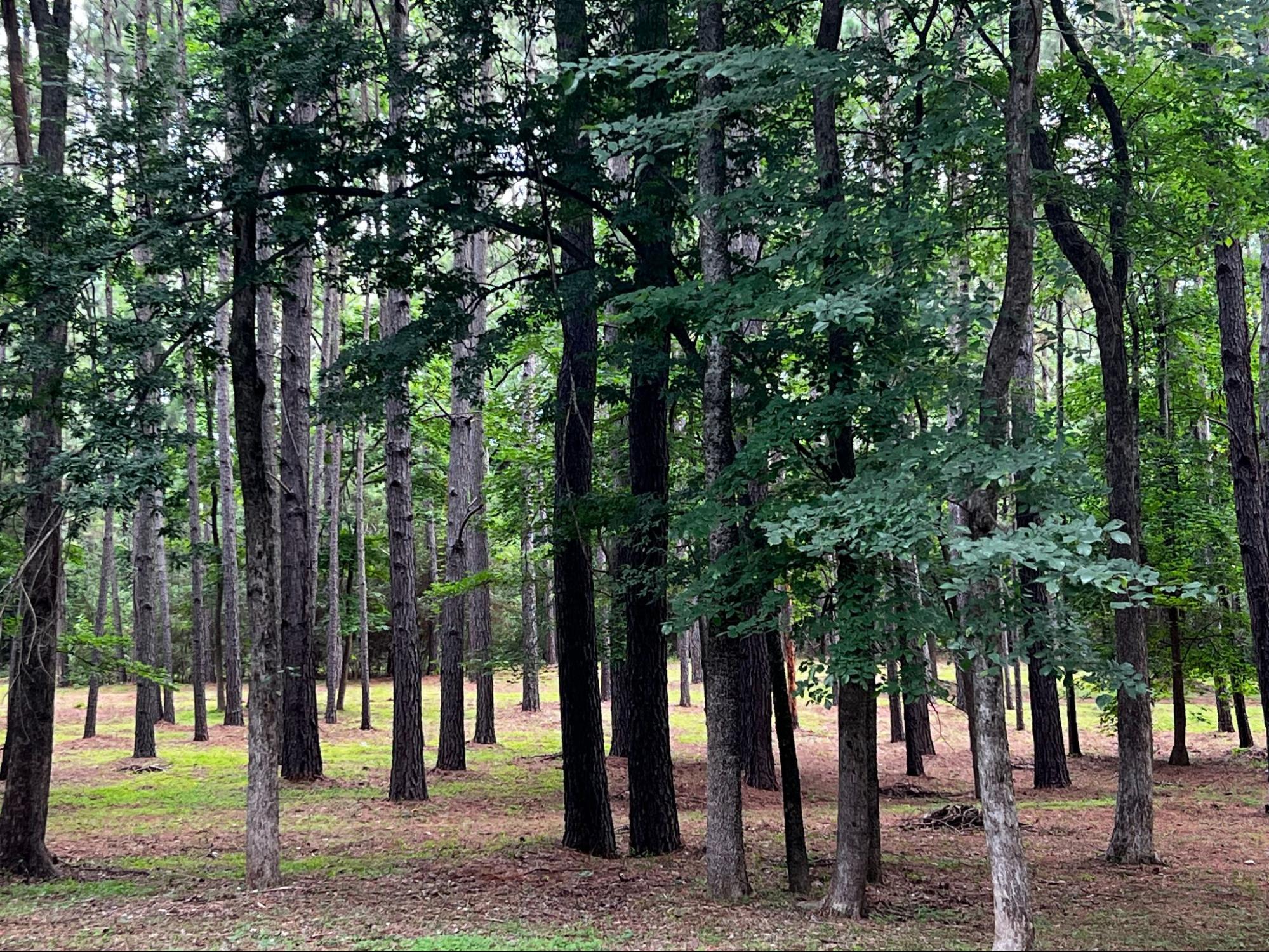 East Texas forest scene with layered tree canopy
