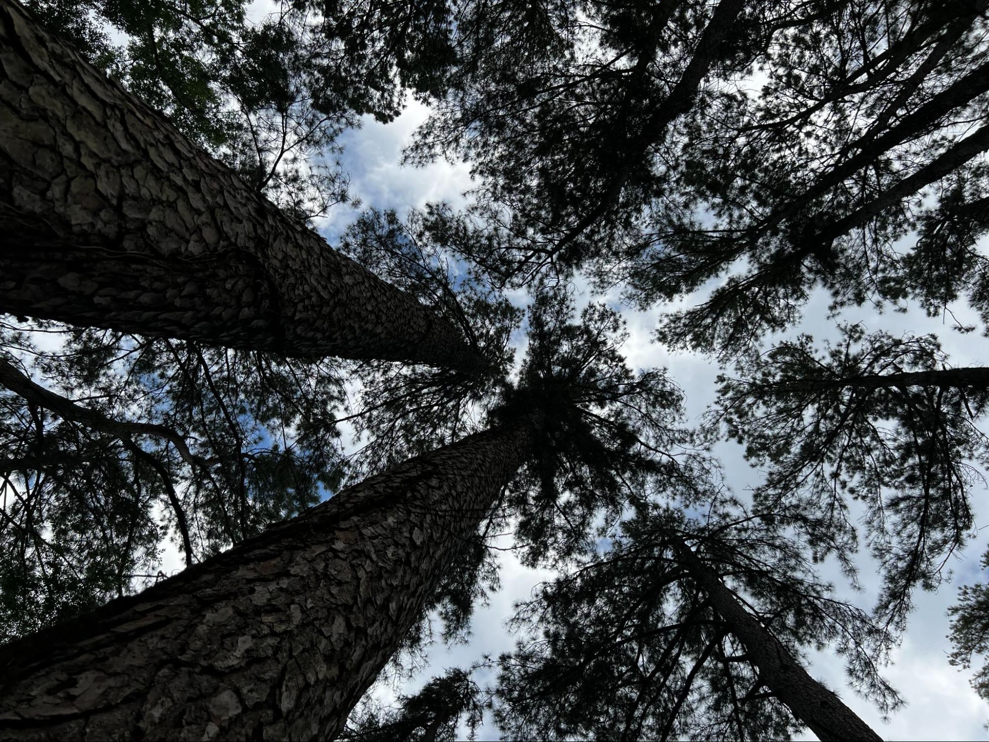 Looking up through East Texas pine trees